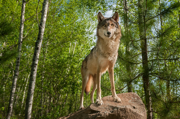 Foxgear Wolf Masskotchen