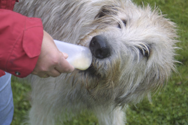 BasicNature Squeeze' Tuben für Hunde - 2 Stück à 200 ml